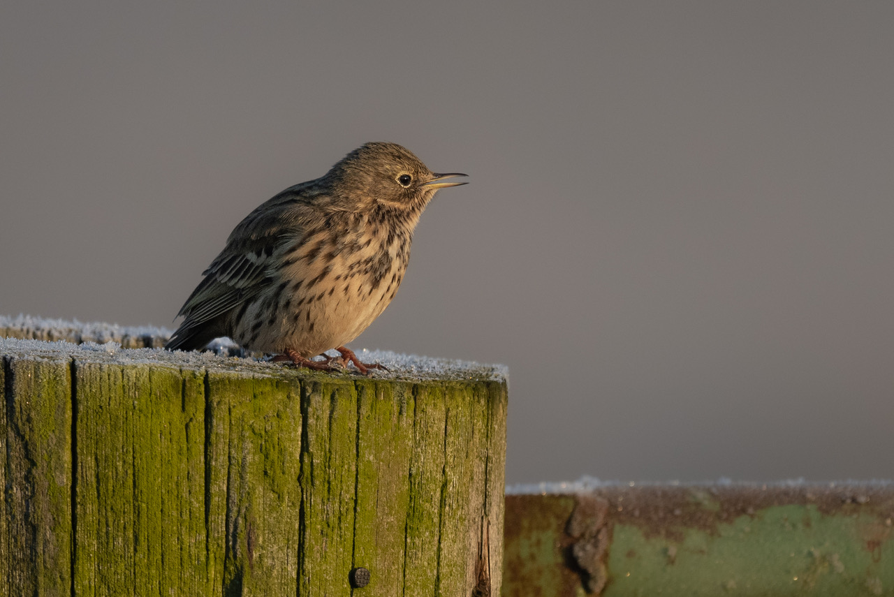 _DSC7896.jpeg