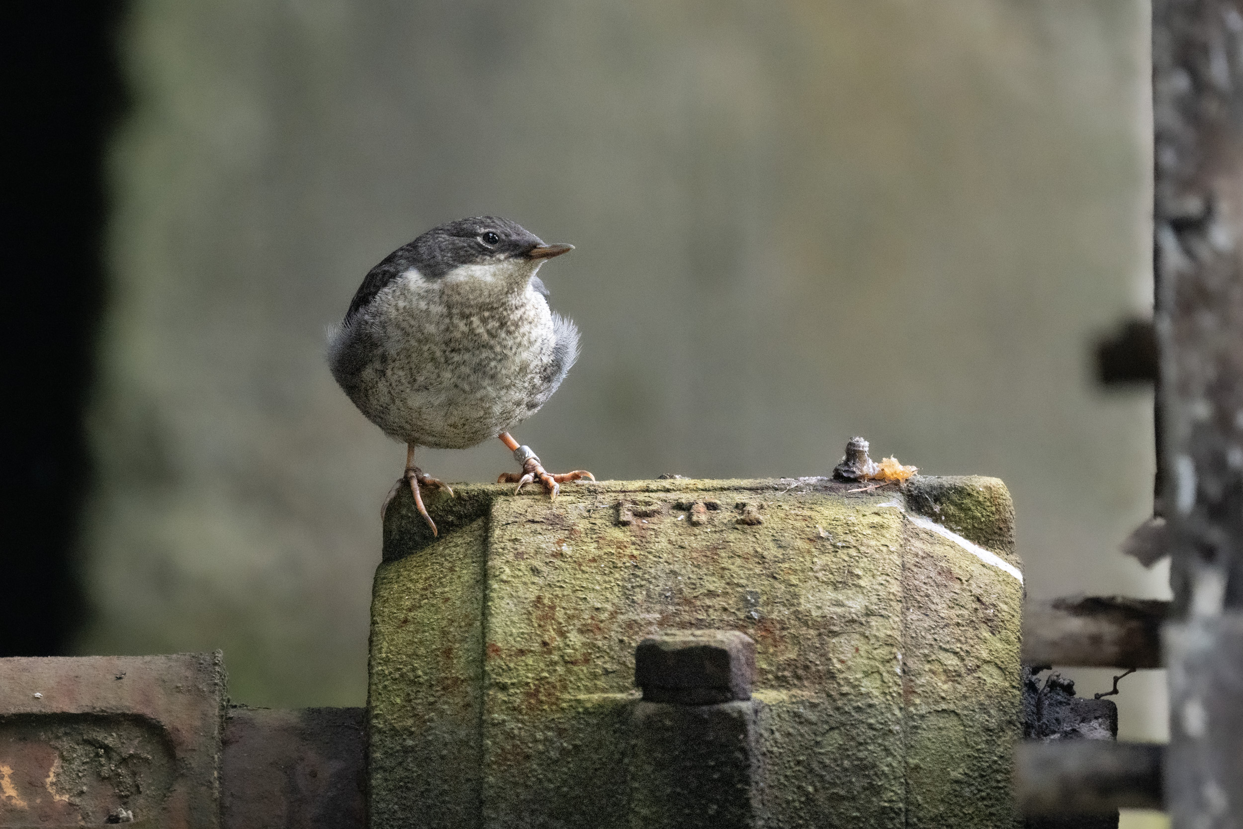 1 Wasseramsel-2.jpg