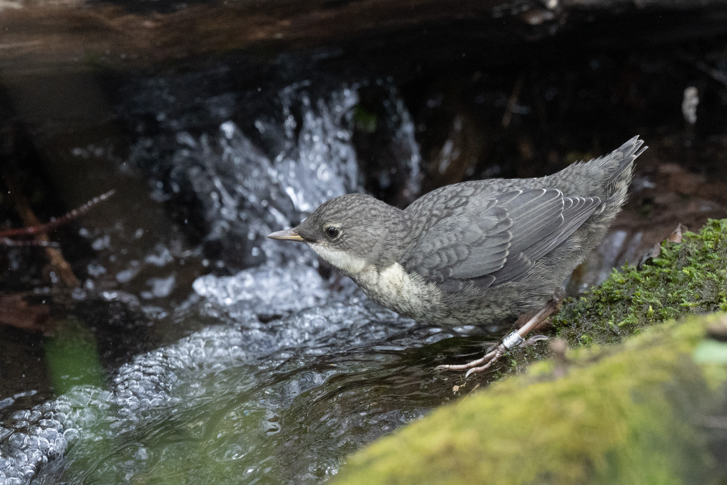 1 Wasseramsel-5.jpg