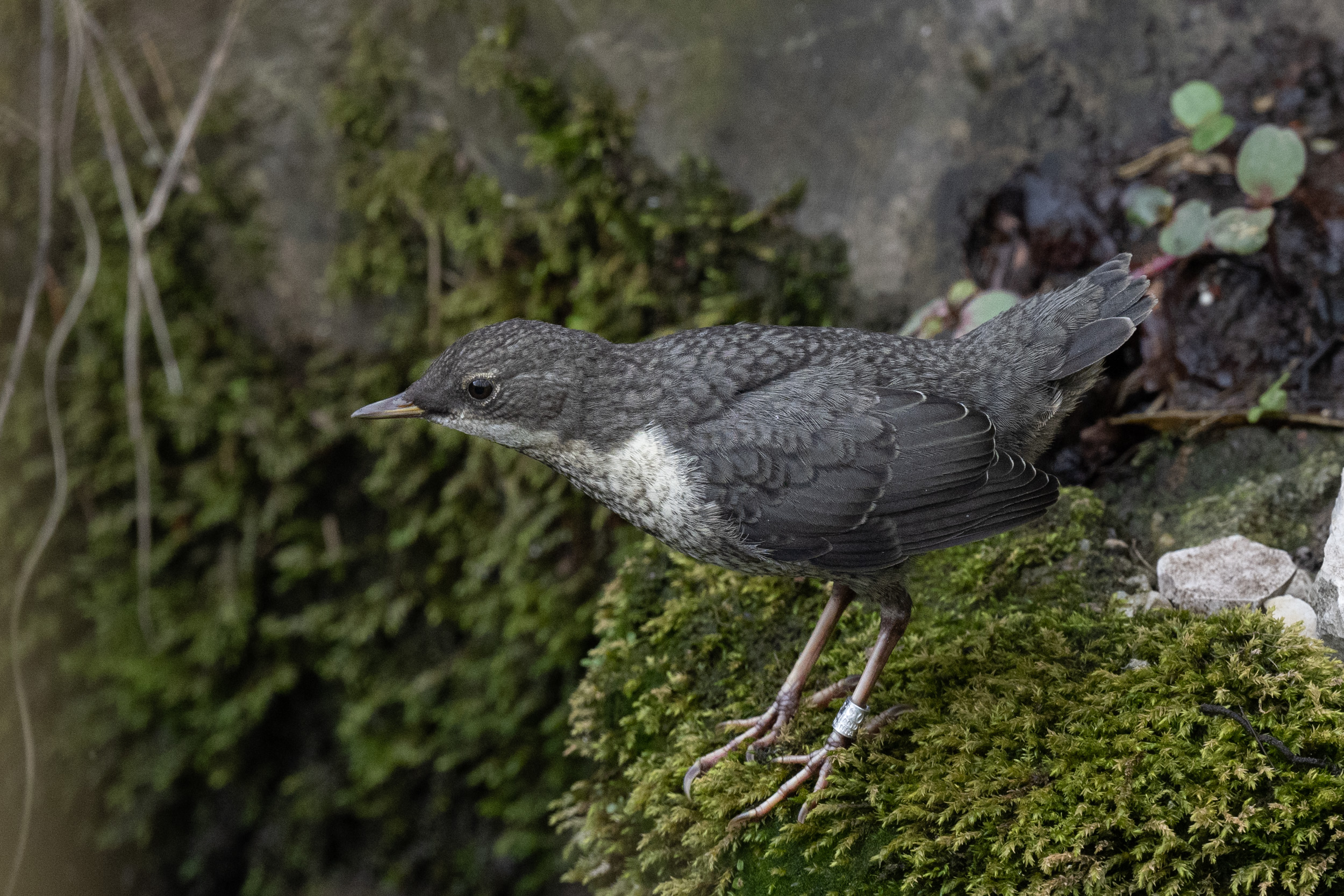 1 Wasseramsel-6.jpg