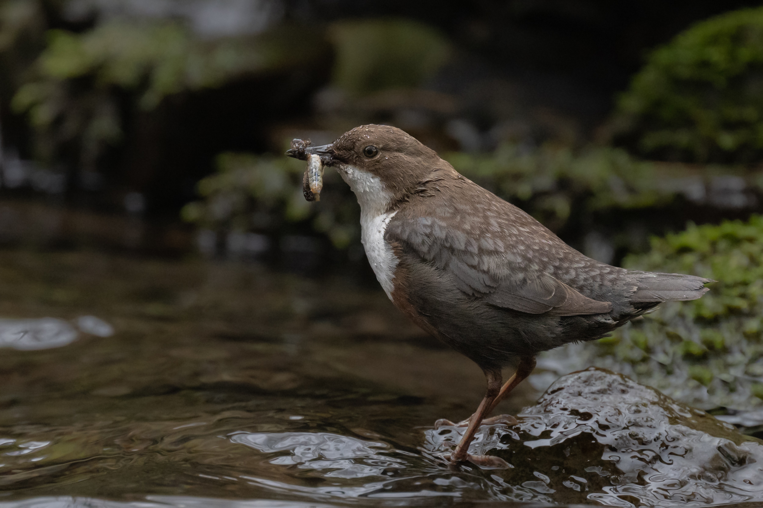 1 Wasseramsel.jpg