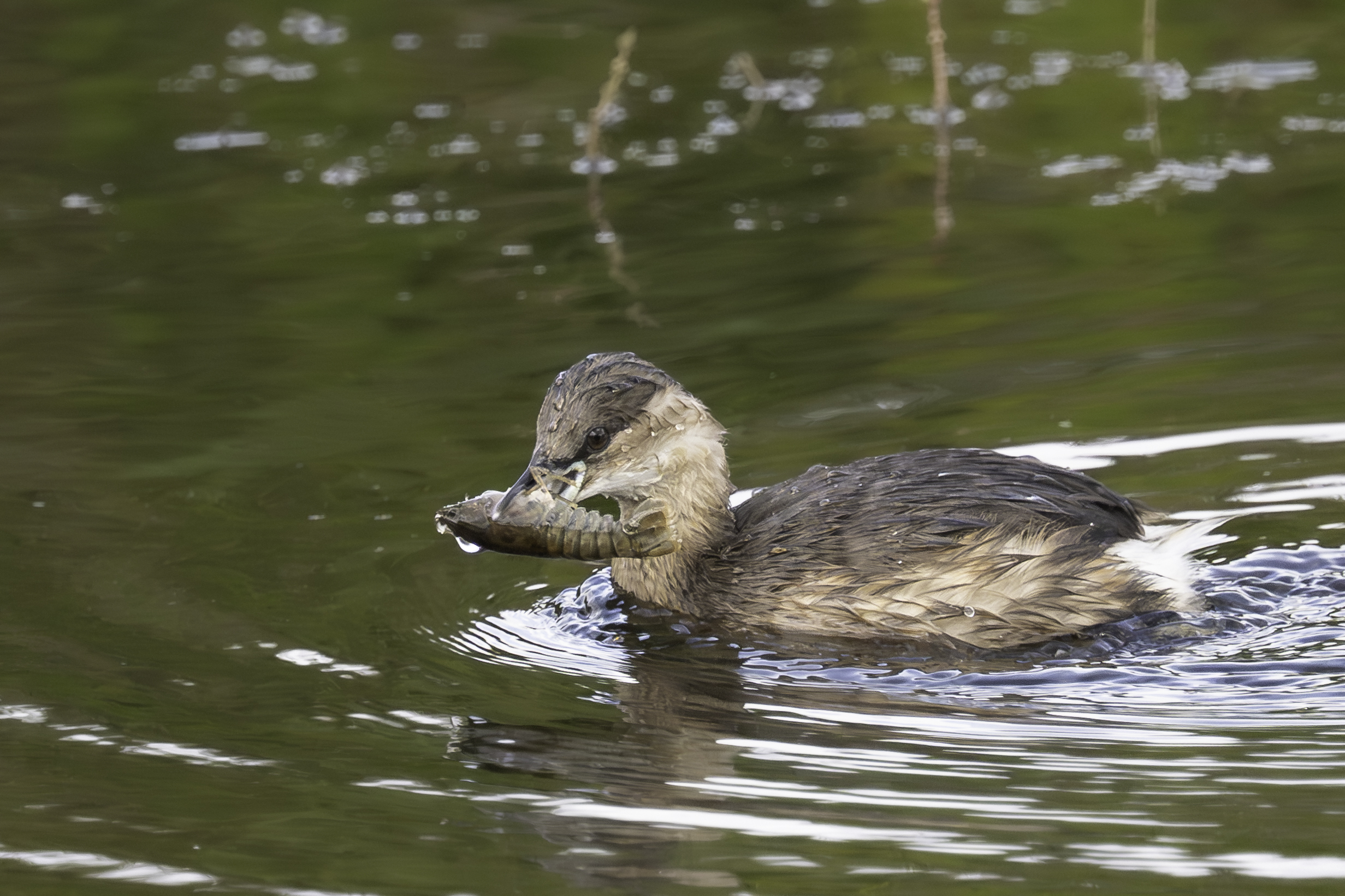 Zwergtaucher mit Flusskrebs-2.jpg