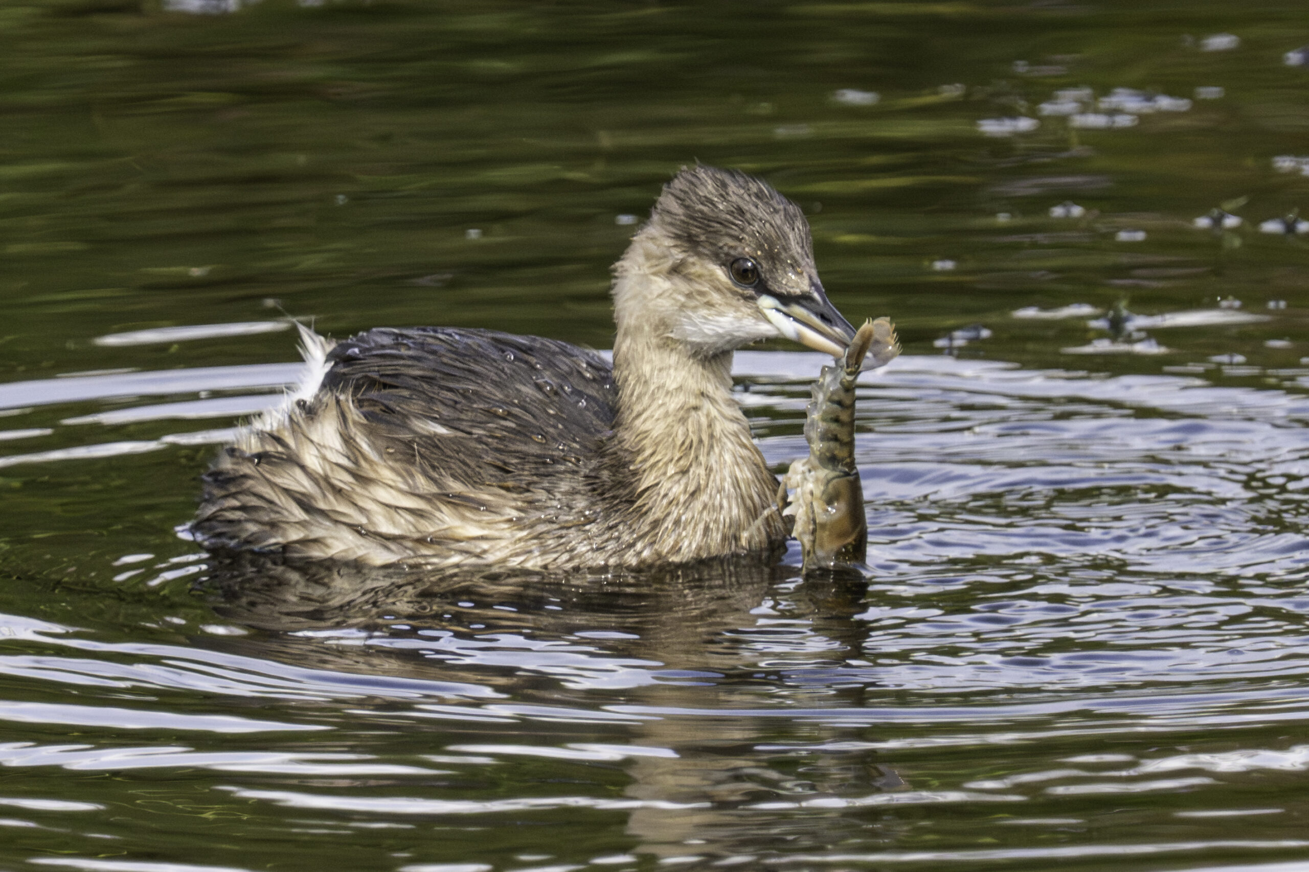 Zwergtaucher mit Flusskrebs-3.jpg