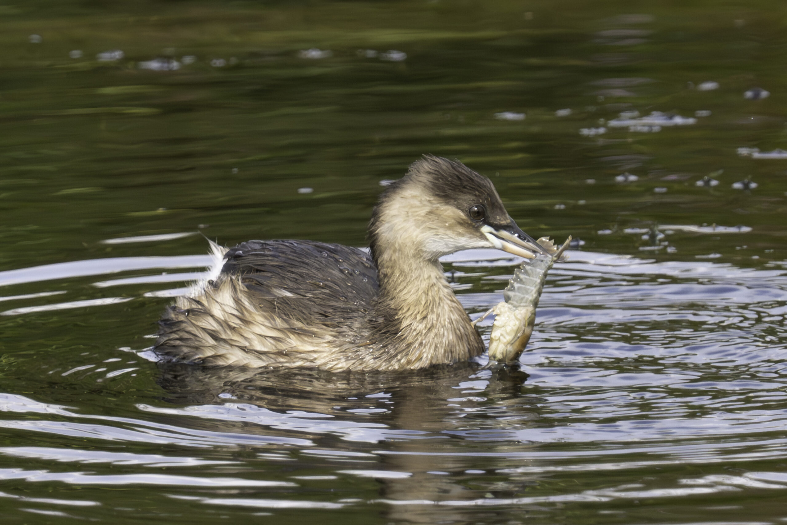 Zwergtaucher mit Flusskrebs-4.jpg